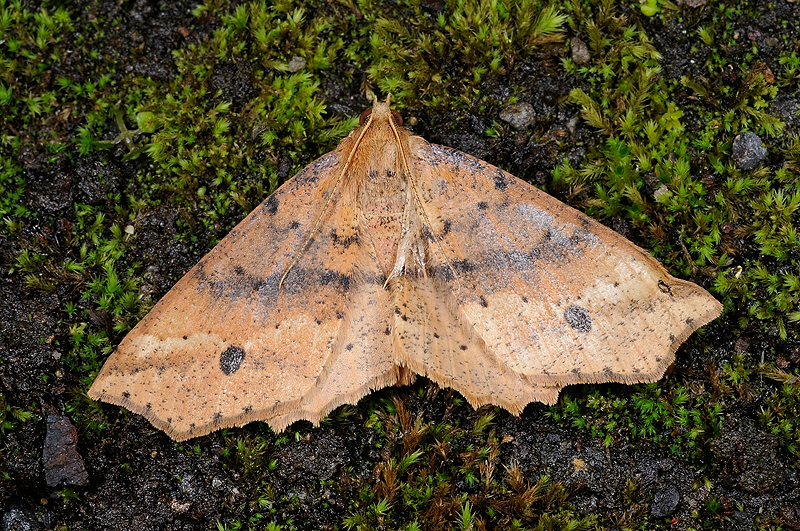 Xerodes albonotaria aritai 有田氏截角尺蛾- DearLep 物種頁面